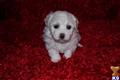havanese puppy posted by Tiny Tots Texas